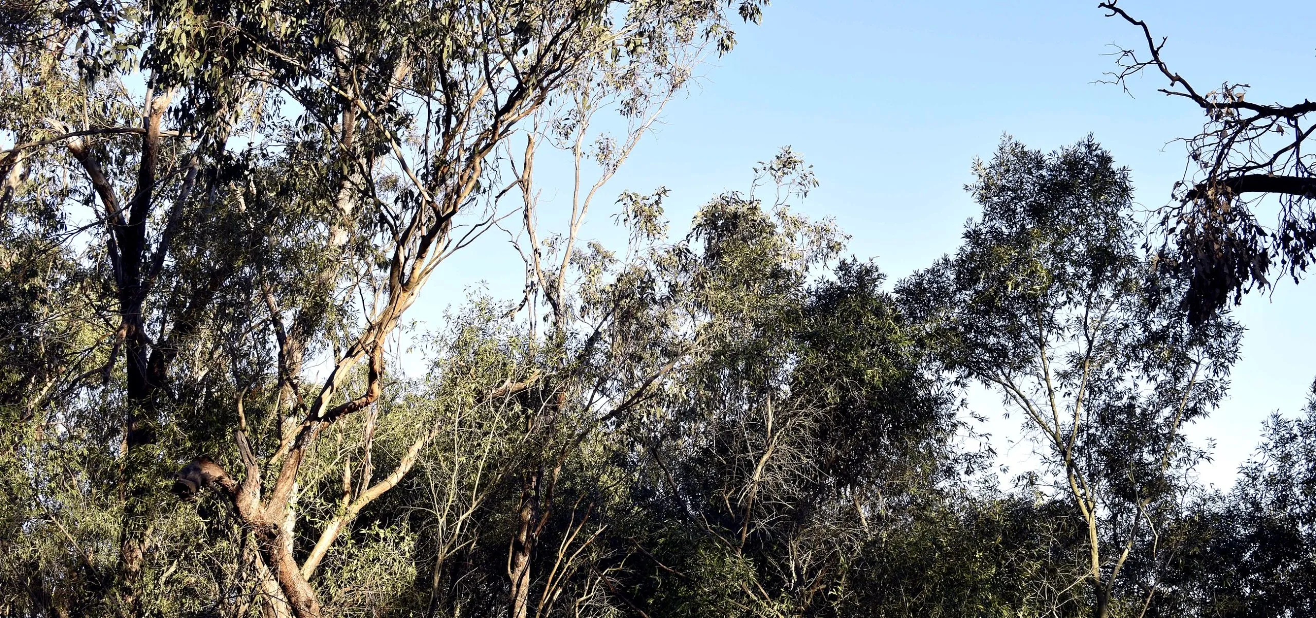 Tree canopy at a Hunter Bush Regeneration project site