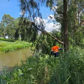 Crew member assessing a creekside regeneration site