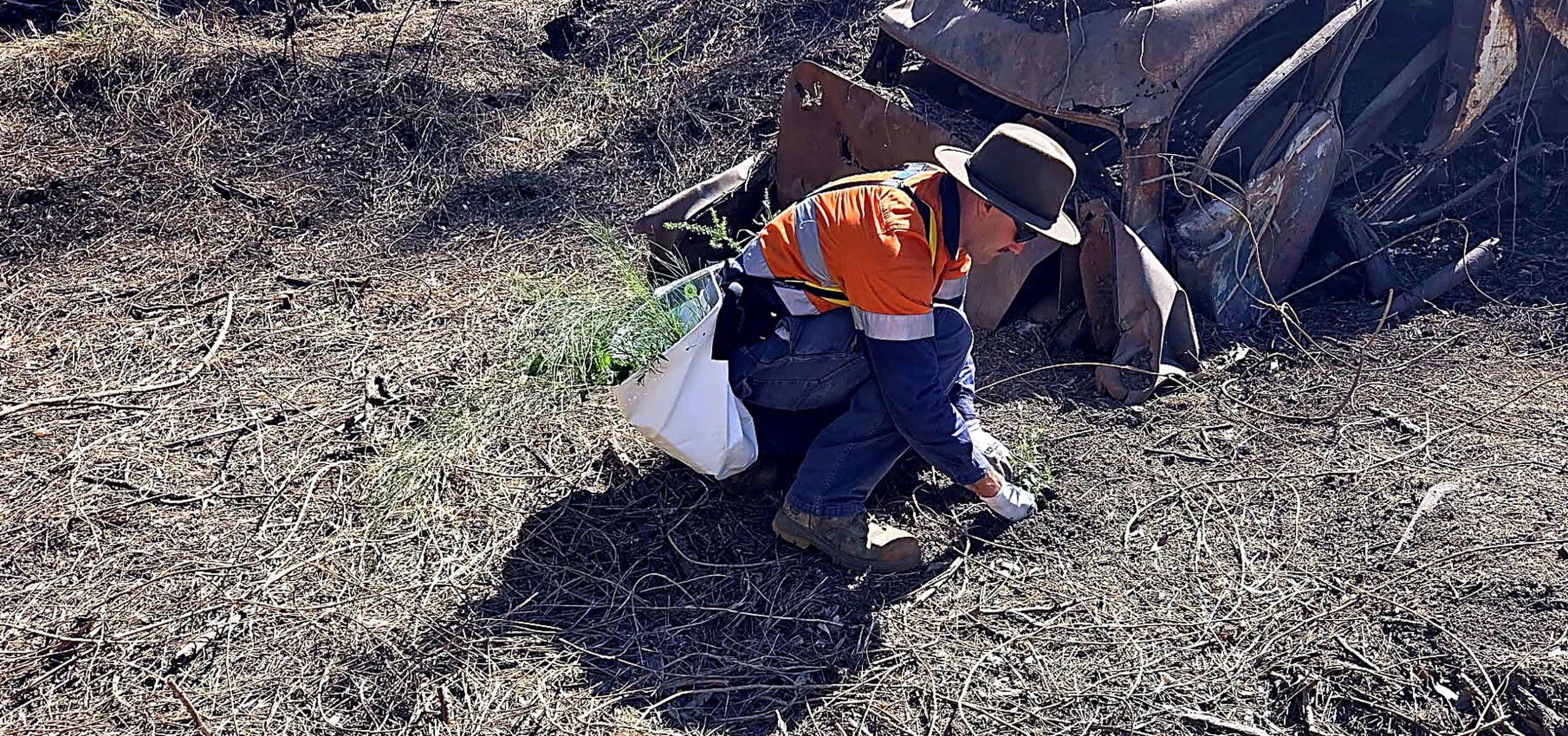 Crew member planting native tube stock on a Hunter Valley revegetation site