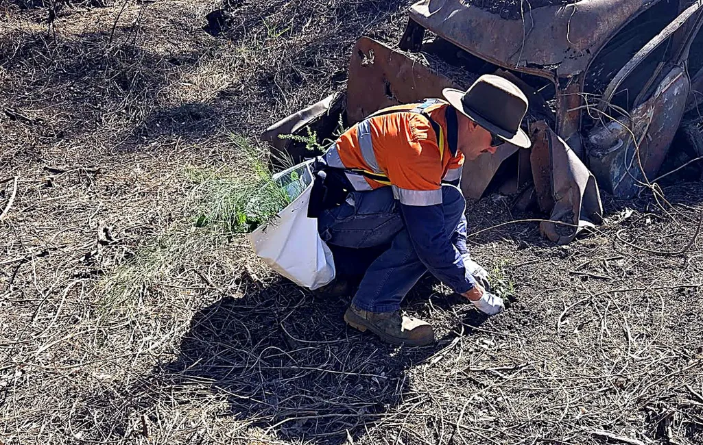 Bush regeneration crew member planting native tube stock