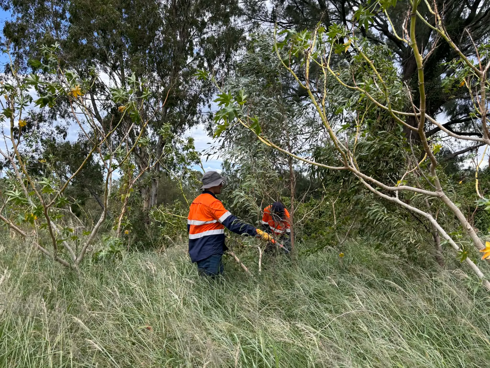 Bush regeneration crew removing weeds from bushland