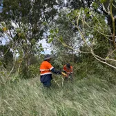 Crew member removing weeds from long grass