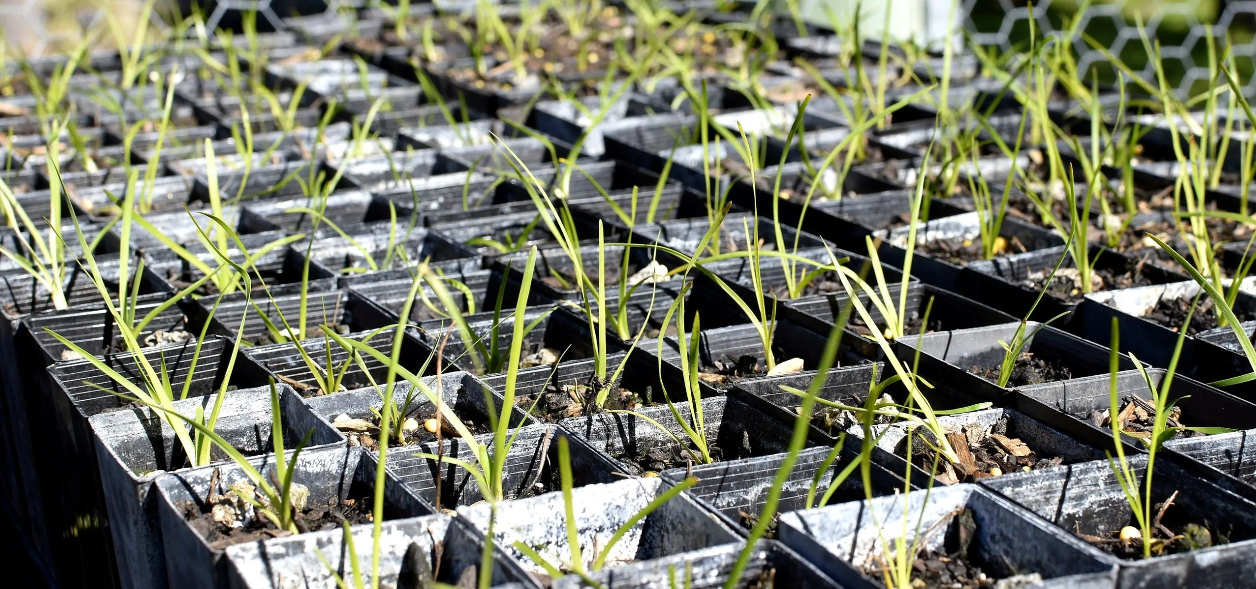Native grass seedlings germinating in tubes during propagation