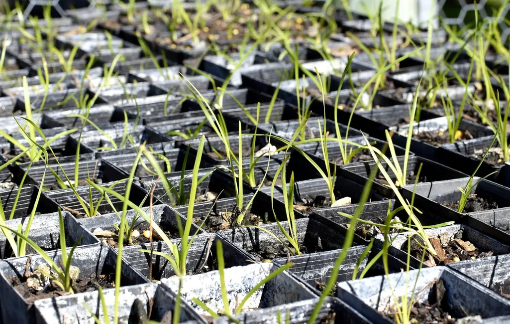 Native grass seedlings sprouting in tube stock pots during the propagation process