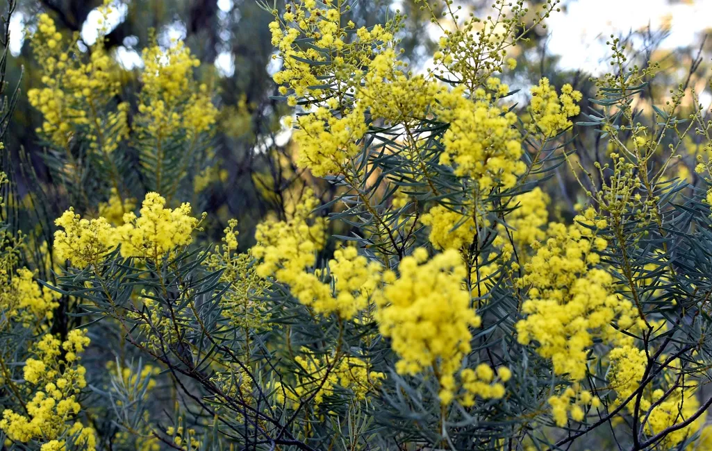 Flowering native wattle in a Hunter Region bushland restoration site