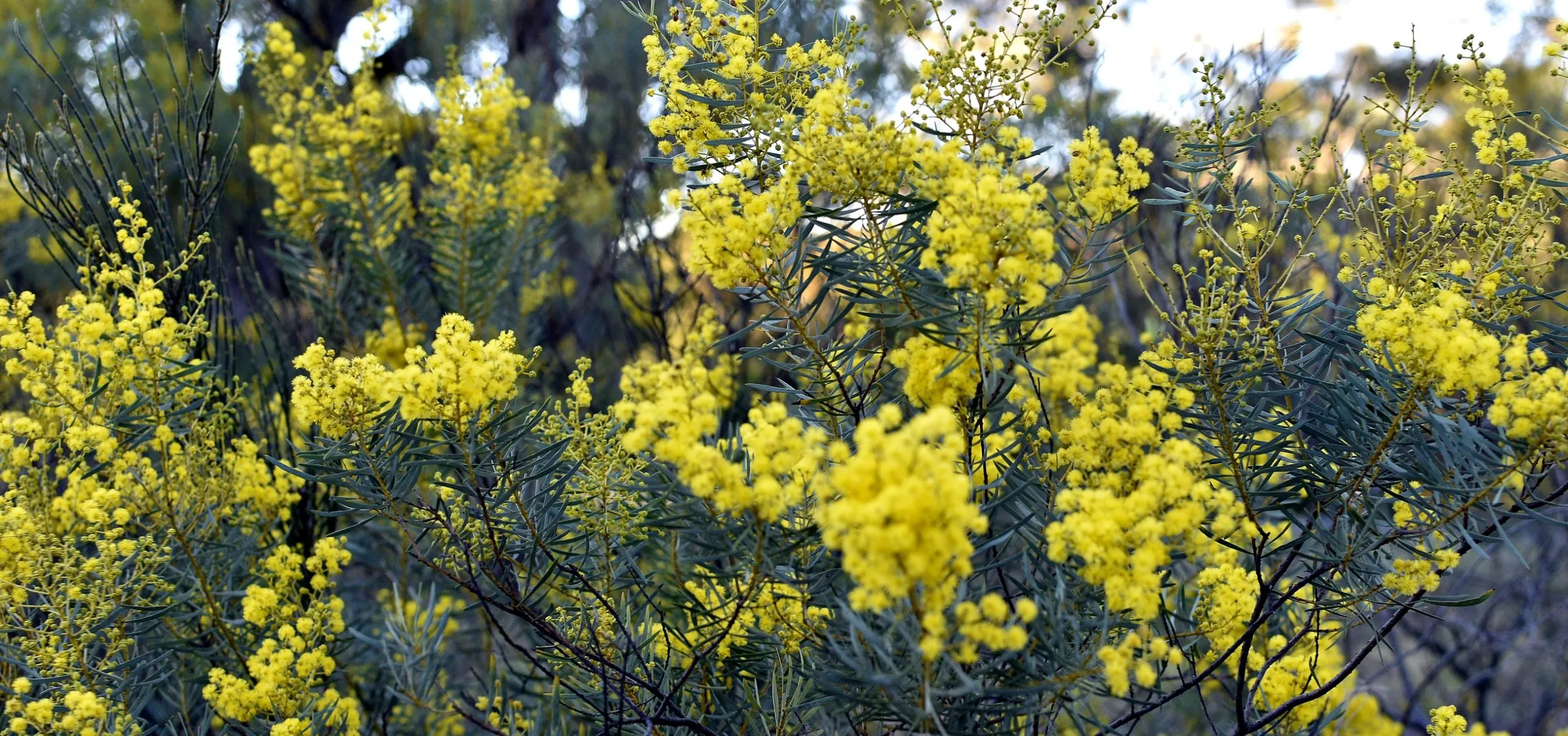 Flowering native wattle on a Hunter Region bushland restoration site