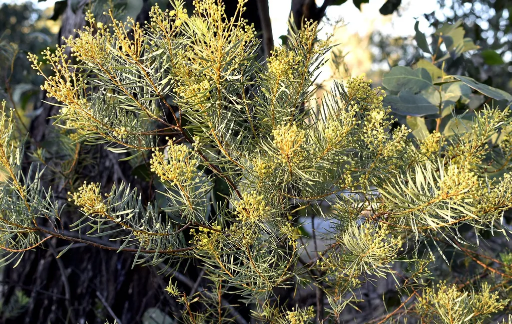 Native wattle seed pods ready for collection during bush regeneration works