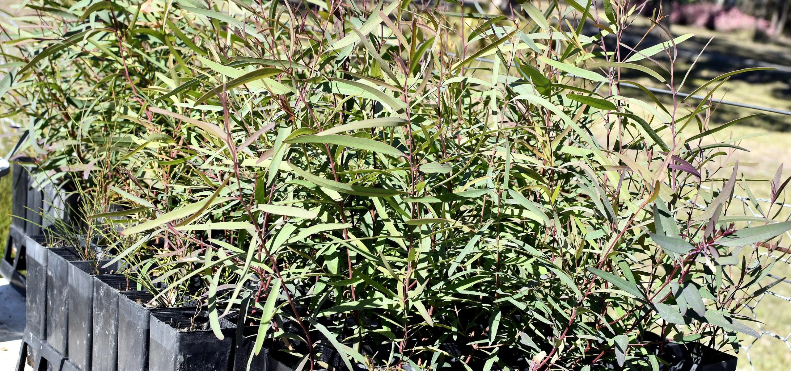 Local provenance native tube stock grown and ready for planting out