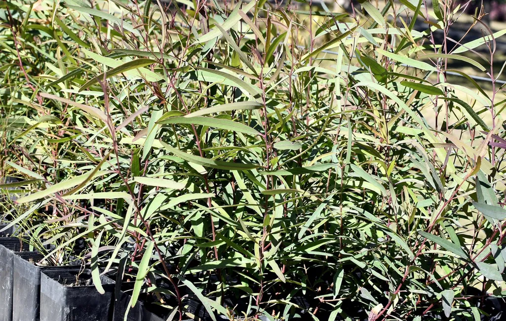 Native tube stock plants grown and ready for planting out