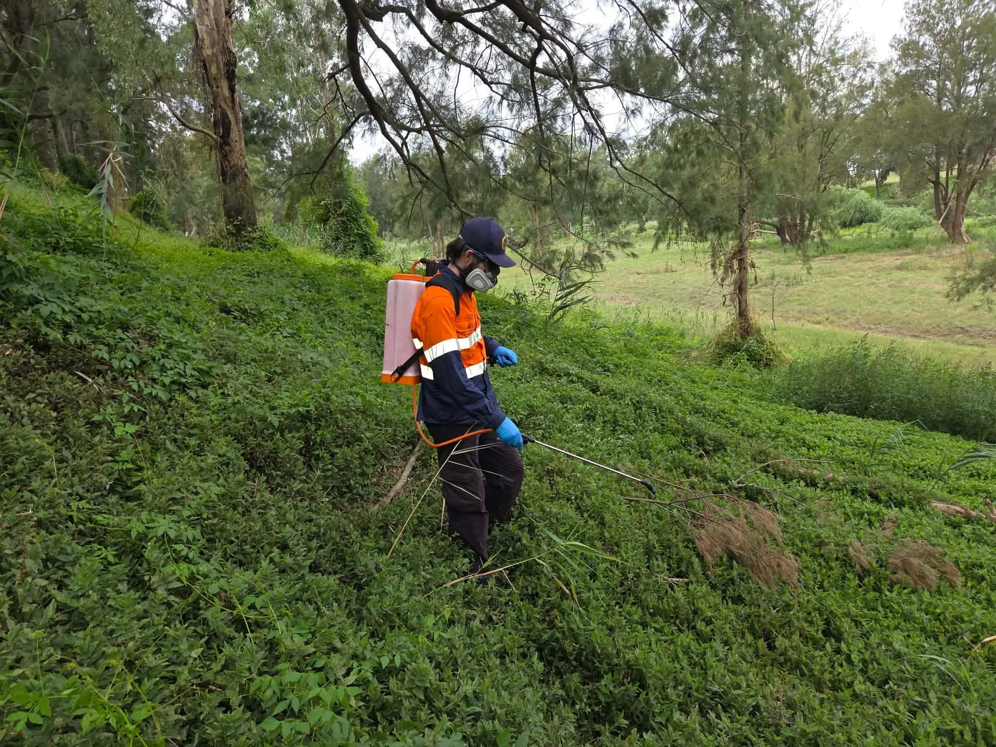 Bush regenerator spot spraying bushland weeds with a backpack sprayer