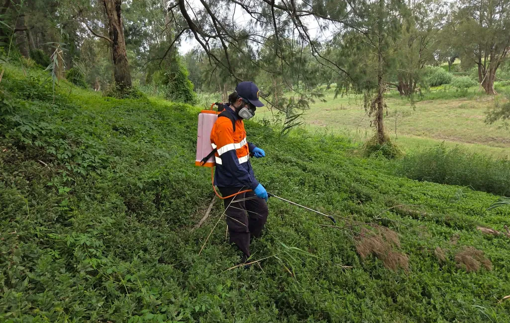 Bush regeneration worker spraying weeds with a backpack sprayer