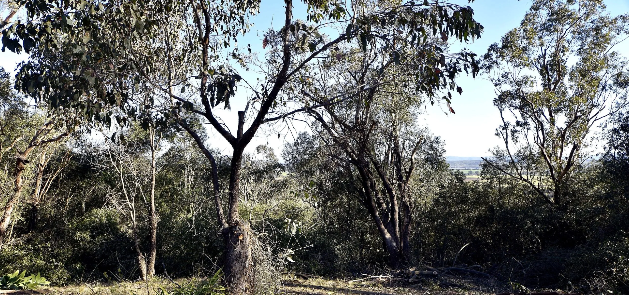 Bushland canopy at a Hunter Region regeneration site ahead of weed mapping