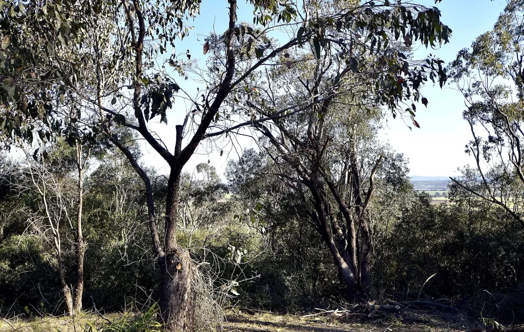 Bushland canopy view of a Hunter Region regeneration site prior to weed mapping